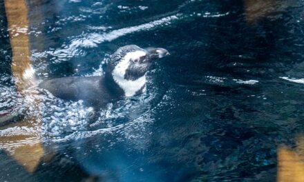 Pinguin Zooma tritt den DKG Weißfräcken bei