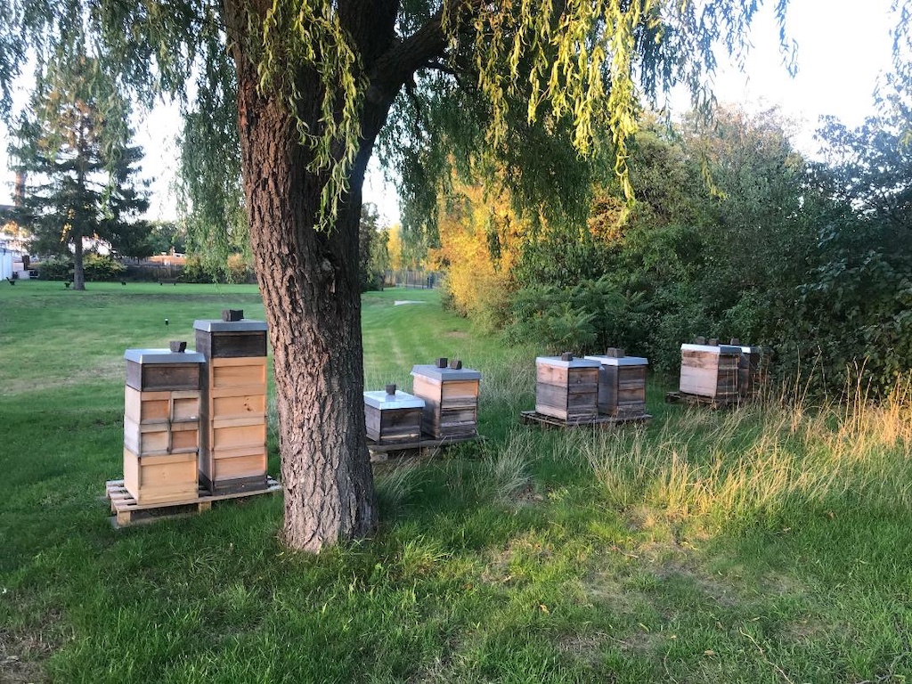 Bienenstand in Ratingen © Brücher