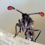 Workshop für Erwachsene zu Insekten im Aquazoo