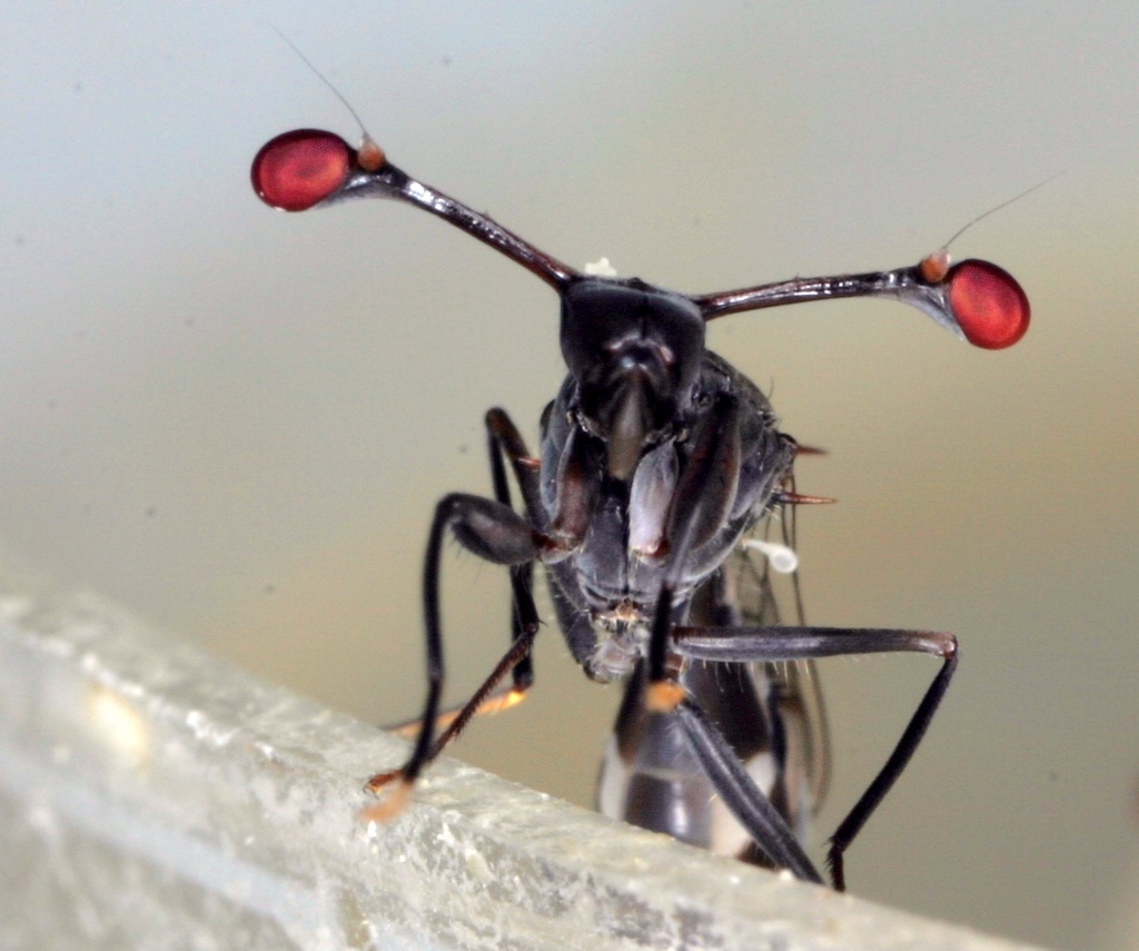 Stielaugenfliege Diasemopsis meigenii: Für Stielaugenfliegen gilt – je weiter die Augen auseinander stehen, desto attraktiver das Männchen,(c)Aquazoo Löbbecke Museum