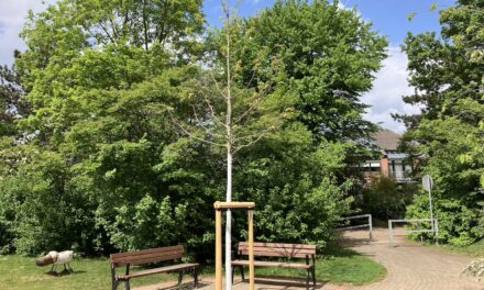 Zum Tag des Baumes: Landeshauptstadt Düsseldorf pflanzt Rot-Eiche am Kinderspielplatz in der Elsa-Brändström-Straße