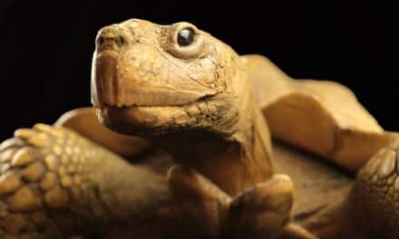 Sonderausstellung “Memento mori” im Aquazoo Löbbecke Museum geht in die letzte Woche