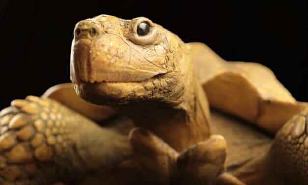 Sonderausstellung “Memento mori” im Aquazoo Löbbecke Museum geht in die letzte Woche