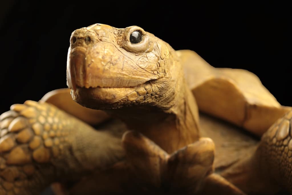 Schildkröten wie diese Spornschildkröte (Centrochelys sulcata) altern anders als Säugetiere. Das Geheimnis ihres oft sehr hohen Alters wird ebenfalls in der Sonderausstellung gelüftet © Aquazoo Löbbecke Museum 