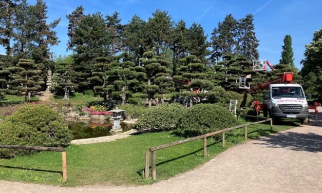 Nordpark: Stadt schneidet Kiefern im Japanischen Garten