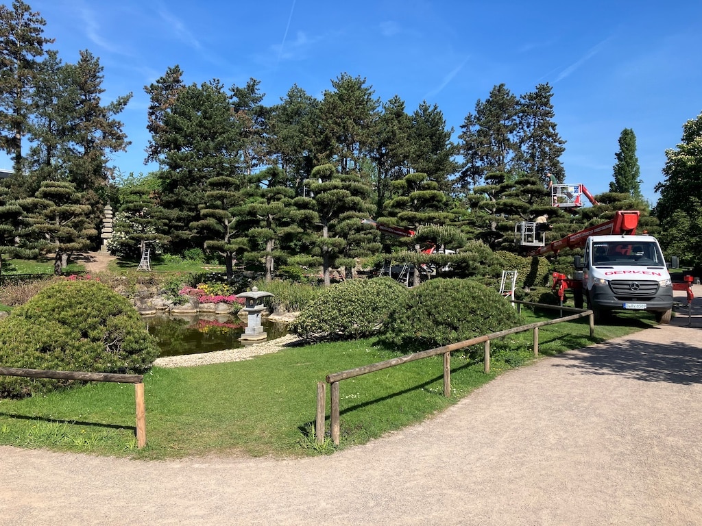 Im Japanischen Garten im Nordpark laufen derzeit die Schnittarbeiten an den "Niwaki" – das sind die besonderen Formschnittkiefern, die den Garten prägen. © Landeshauptstadt Düsseldorf/Gartenamt
