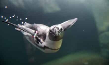 Aquazoo: Pinguine sind wieder in ihrer Anlage zurück