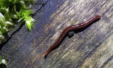 Düsseldorferinnen und Düsseldorfer entdecken neue Tier- und Pflanzenarten