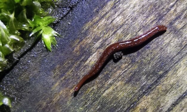 Düsseldorferinnen und Düsseldorfer entdecken neue Tier- und Pflanzenarten