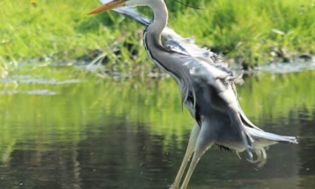 Europäischer Fotowettbewerb auf der Zielgeraden