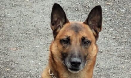 Einbruch ins Düsseldorfer Hallenbad – Diensthund stellt vier Tatverdächtige