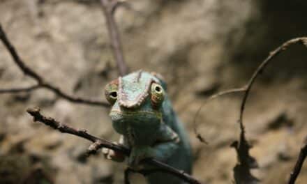 “Entdecken, Staunen, Mitmachen”: Sommerferienaktionen im Aquazoo Löbbecke Museum