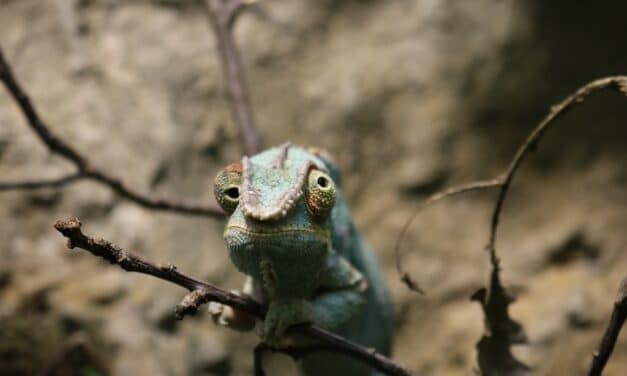 “Entdecken, Staunen, Mitmachen”: Sommerferienaktionen im Aquazoo Löbbecke Museum
