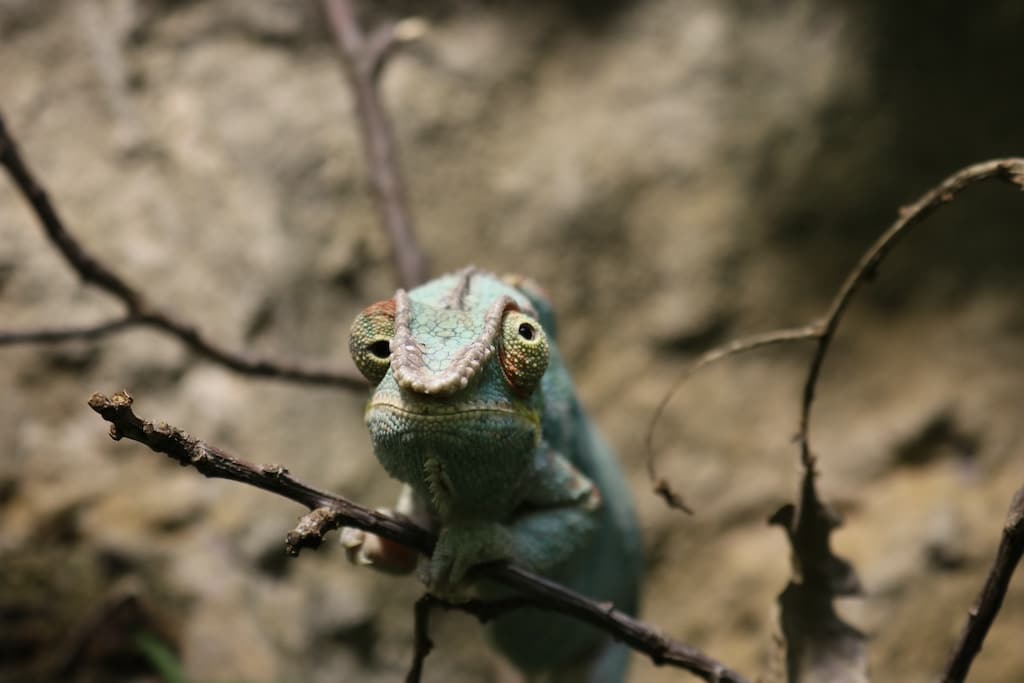 Bei den Ferienworkshops im Aquazoo lernen die Kinder viel Interessantes und Spannendes über die tierischen Aquazoo-Bewohner - wie das Pantherchamäleon. © Landeshauptstadt Düsseldorf/Aquazoo Löbbecke Museum