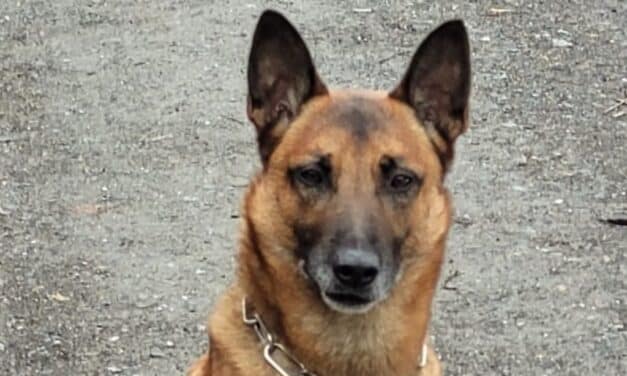 Düsseldorf-Eller: Diensthund stellt mutmaßlichen Firmeneinbrecher – Strafanzeige und laufende Ermittlungen