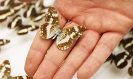 “Wo sind die Schmetterlinge?” — Vortrag im Aquazoo Löbbecke Museum