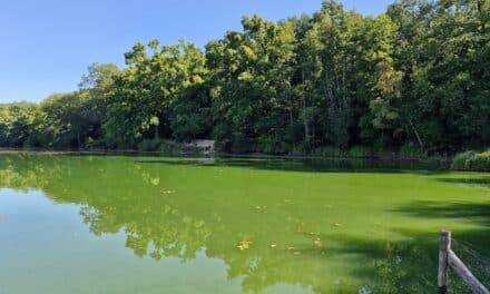 Blaualgen im Zamek-See