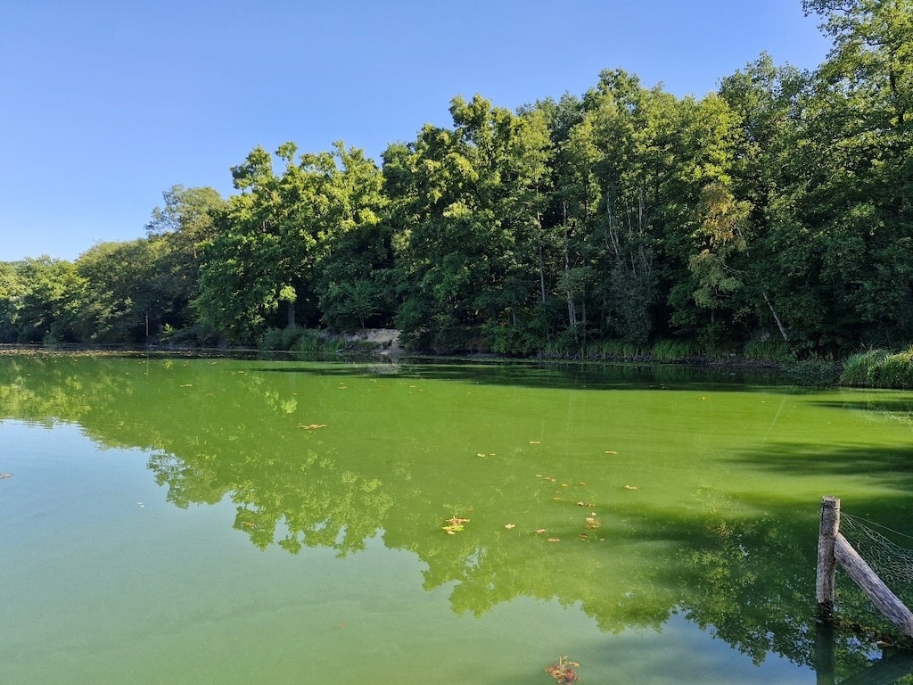 Bilder der Cyanobakterien-Akkumulation im Zamek-See © Landeshauptstadt Düsseldorf