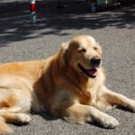 Hitzefalle Auto: Düsseldorfer Veterinäramt warnt vor tödlicher Gefahr für&nbsp;Hunde