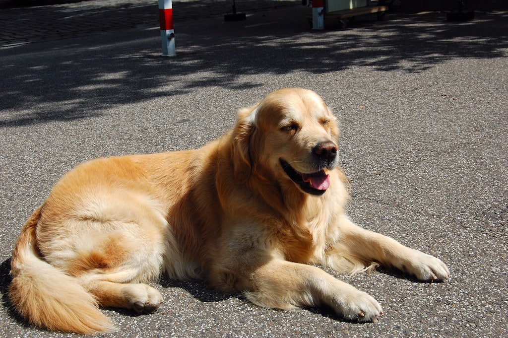 Hitzefalle: Tiere nicht im geparkten Auto lassen! © Lokalbüro