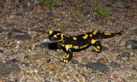 Tag für die Vielfalt des Lebens: Artenschutztag im Aquazoo