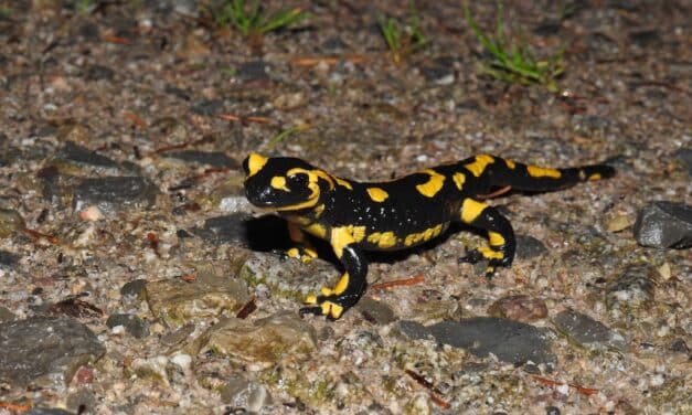 Tag für die Vielfalt des Lebens: Artenschutztag im Aquazoo