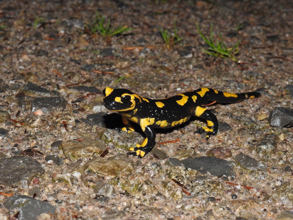 Beim Artenschutztag im Aquazoo können sich die Gäste über die Situation des hochbedrohten heimischen Feuersalamanders informieren und verschiedene Projekte zum Umwelt- und Artenschutz kennenlernen © Landeshauptstadt Düsseldorf/Aquazoo Löbbecke Museum