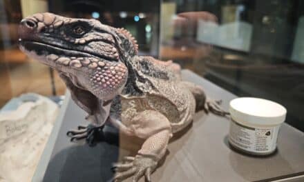 Präparatorinnen des Aquazoos gewähren Einblick in ihre Arbeit