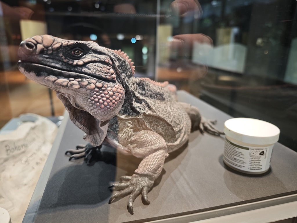 Mehr über die Entstehung eines solchen lebensechten Modells und weiterer Objekte können die Gäste des Aquazoo Löbbecke Museum in drei Aktionsvitrinen und bei mehreren Live-Events erfahren. © Landeshauptstadt Düsseldorf/Aquazoo Löbbecke Museum