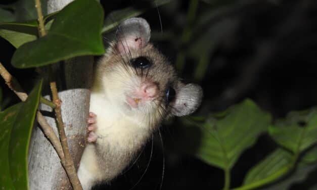 Aktionswoche “Achtung Artenvielfalt”: Aquazoo beteiligt sich mit vielfältigem Programm