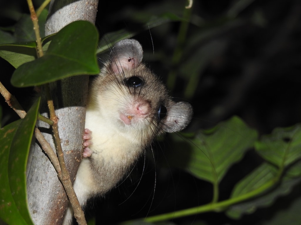 Auch seltene Arten im Fokus: Der Rückgang geeigneter Lebensräume und seine nächtliche Lebensweise führen dazu, dass der Siebenschläfer (Glis glis) nur noch selten und an wenigen Standorten in Düsseldorf beobachtet werden kann. © Aquazoo Düsseldorf