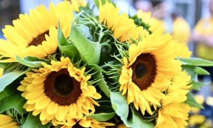 Klimafreundliche und artenreiche Vorgärten