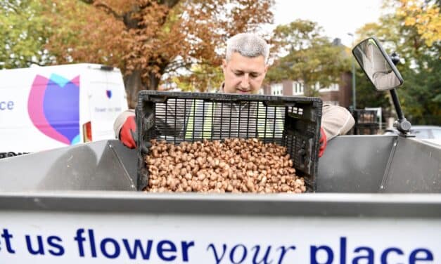 Rheinpark erblüht neu: 1,24 Millionen Krokusse für das „Blaue Band“