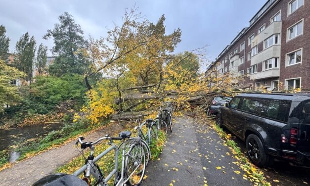 Sturmböen über Düsseldorf: 50 Meter hoher Baum stürzte auf neun geparkte Fahrzeuge