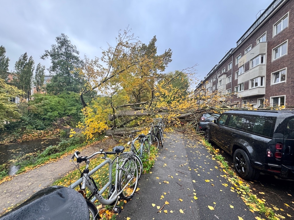50 Meter Baum stürzt auf Fahrbahn © Feuerwehr Düsseldorf