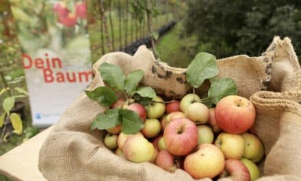 Dein Baum“ geht in die nächste Runde – Stadt vergibt 225 Bäume für Düsseldorfer Gärten