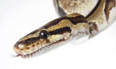 Tierischer Familientag im Aquazoo