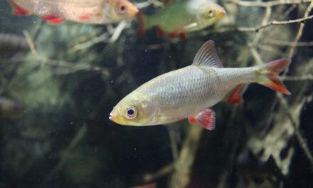 Tierische Ferienaktionen im Aquazoo Löbbecke Museum