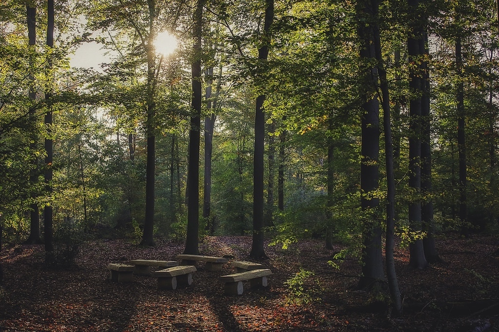Baumbestattungen werden immer beliebter © Ruhewald Lintorfer Mark