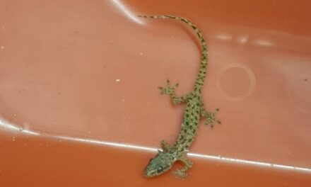 Zoll stoppt blinden Passagier im Koffer