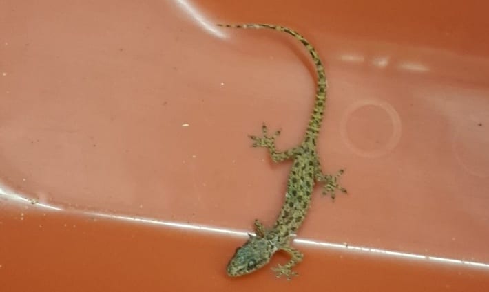  Echse © Zoll Düsseldorf