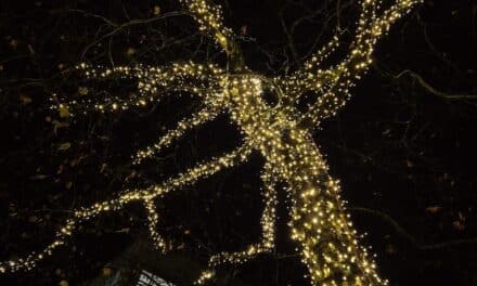 Garath leuchtet weiter: Platane auf dem Brentano-Platz illuminiert