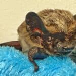 Einen eher ungewöhnlichen Rettungseinsatz hatten die Zöllnerinnen und Zöllner am Düsseldorfer Flughafen