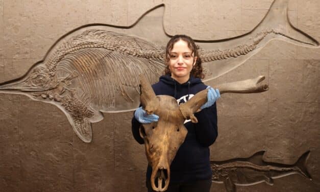 Aquazoo lässt “Arbeitskreis Geowissenschaften” wieder aufleben