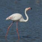“Wetlands for Life”: Aquazoo Löbbecke Museum beteiligt sich an internationaler Artenschutzkampagne