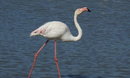 “Wetlands for Life”: Aquazoo Löbbecke Museum beteiligt sich an internationaler Artenschutzkampagne
