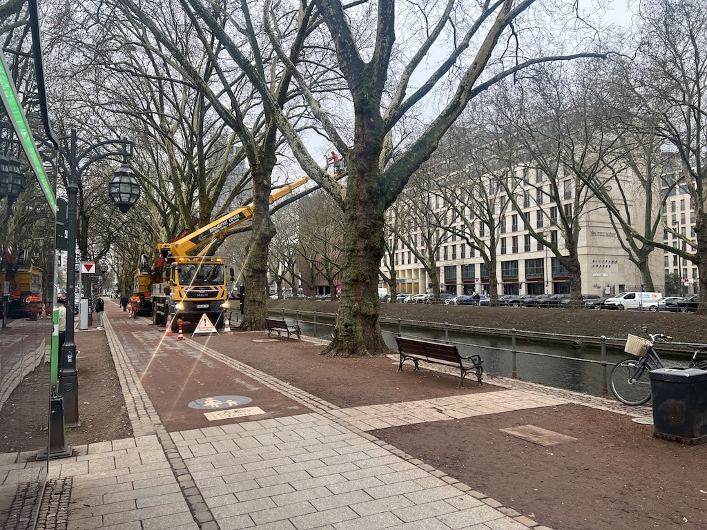 Platanen werden für den „Himmelsstrich“ geschnitten © Lokalbüro Platanen werden für den „Himmelsstrich“ geschnitten © Lokalbüro