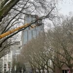 Pflegearbeiten an der Kö: Platanen werden für den „Himmelsstrich“ geschnitten