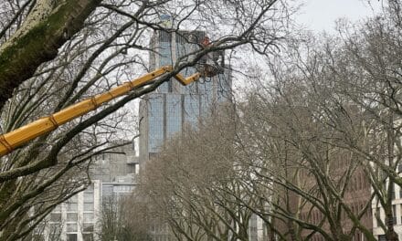 Pflegearbeiten an der Kö: Platanen werden für den „Himmelsstrich“ geschnitten