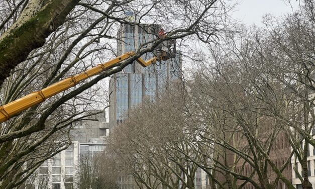 Pflegearbeiten an der Kö: Platanen werden für den „Himmelsstrich“ geschnitten
